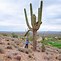 Image result for Big Desert Cactus