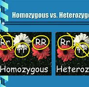 Image result for Heterozygous vs Homozygous Plants