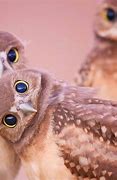 Image result for Owl iPhone vs Camera