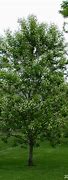 Image result for Young Black Cherry Tree