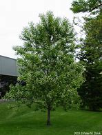 Image result for Mountain Black Cherry Tree
