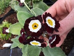 Image result for Primula auricula Alice Haysom