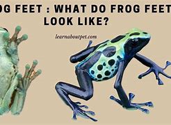 Image result for Crazy Frog Feet