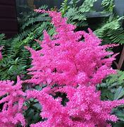 Image result for Astilbe japonica Elisabeth van Veen