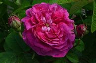 Image result for Guichot Bordeaux Rose