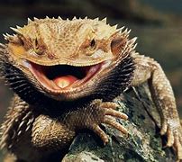 Image result for Bearded Dragon Lizard