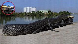 Image result for Biggest Snake in China