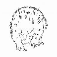 Image result for Echidna Line Drawing