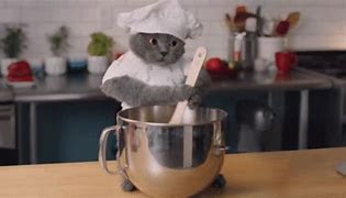 Image result for Cat Chef Funny