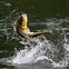 Image result for Bass Fishing iPhone Wallpaper