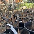 Image result for Tree Grafting Jalepeno