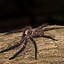 Image result for The World Record for the Biggest Spider