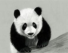 Image result for A Drawing of a Panda