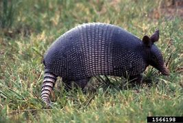 Image result for Armadillo Diet