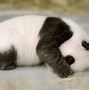 Image result for Giant Panda Facts for Kids