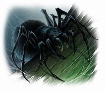 Image result for Largest Prehistoric Spider