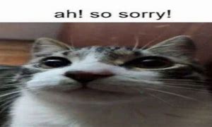 Image result for OH so Sorry Cat
