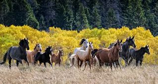 Image result for Horse in Forest