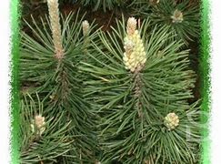 Image result for Pinus mugo Miniglobus