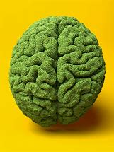 Image result for Obiset of Peas Brain