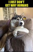 Image result for Dog On Couch Meme