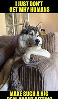 Image result for Dog On Couch Meme