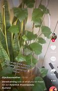 Image result for Plant Hacks Snapchat