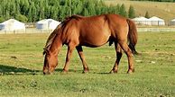 Image result for Mongolian Male