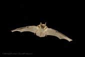 Image result for Oregon Bats