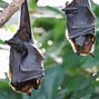 Image result for Bat Tail Animal