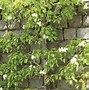 Image result for Pyrus communis Rode Poire Williams
