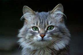 Image result for gatti