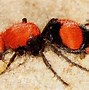 Image result for Red Velvet Ant