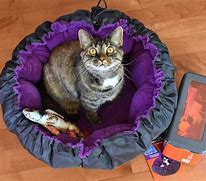 Image result for jackson galaxy cats beds