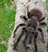 Image result for Lasiodora Parahybana in the Wild