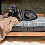 Image result for Unique Dog Bed