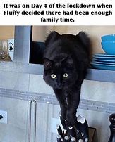 Image result for Fix Your Cat Meme