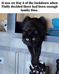 Image result for Crazy Black Cat Meme