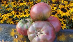 Image result for Black Pearl Hybrid Tomato