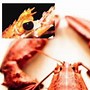 Image result for Lobster Claw Family