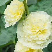 Image result for Alcea rosea majorette yellow