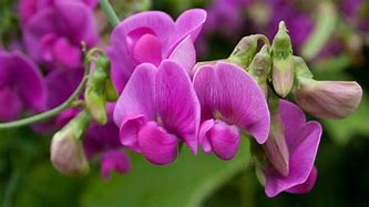 Image result for Fishing Line Sweet Pea