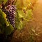 Image result for Vine Fruit Wallpaper