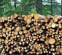 Image result for Forest Wood Products