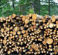 Image result for Forest Product