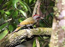 Image result for Picus awokera
