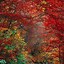 Image result for Leaves iPhone Wallpaper