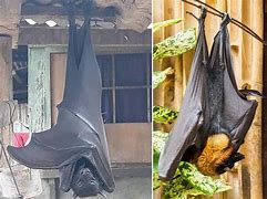 Image result for Human Size Bats