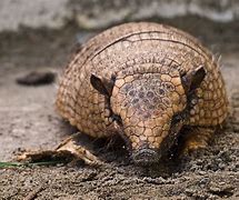 Image result for Armadillo Clip Art