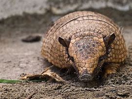 Image result for Signs of Armadillos in Yard